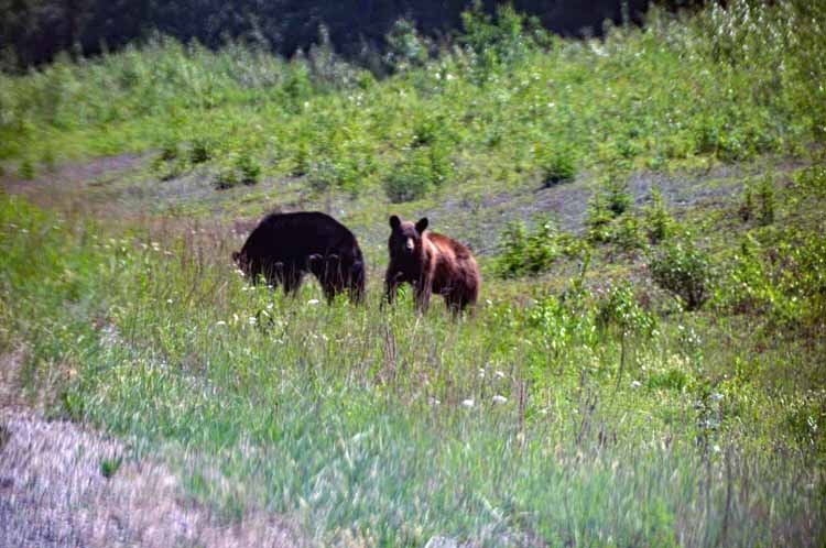 black bear